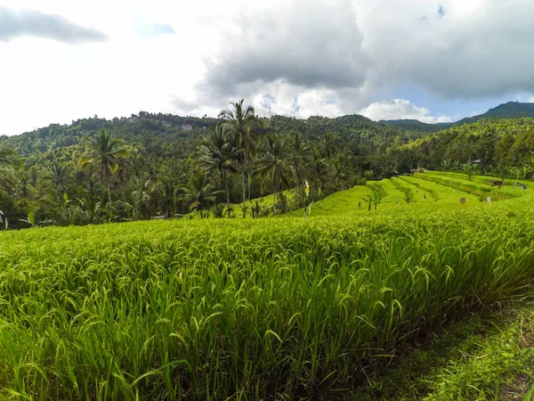 Campos Arroz Bali Indonesia Hermosos Arrozales Paisaje Bali Ubud Foto —  Fotos de Stock