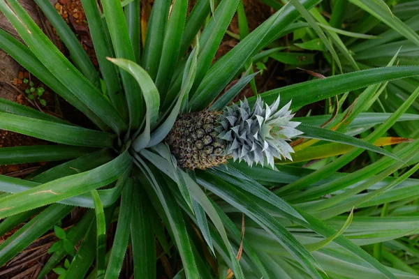 Green pineapple Bush in nature. Tropical fruit