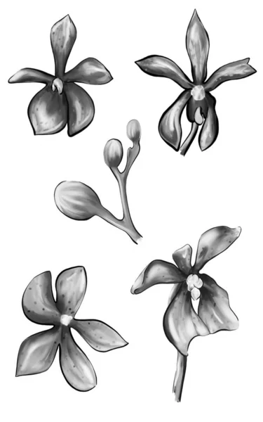 Aquarel Set Van Orchidee Bloemen Geïsoleerd Een Witte Achtergrond Monochroom — Stockfoto