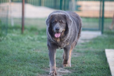 Siyah Tibetli Mastiff. Güzel büyük köpek.