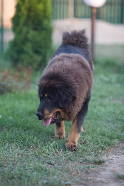 Schwarze Tibetische Dogge Schöner Großer Hund — Stockfoto