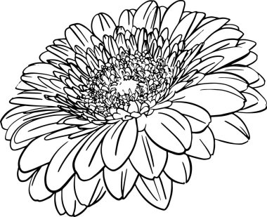 Doodle tarzında el çizimi gerberalar.