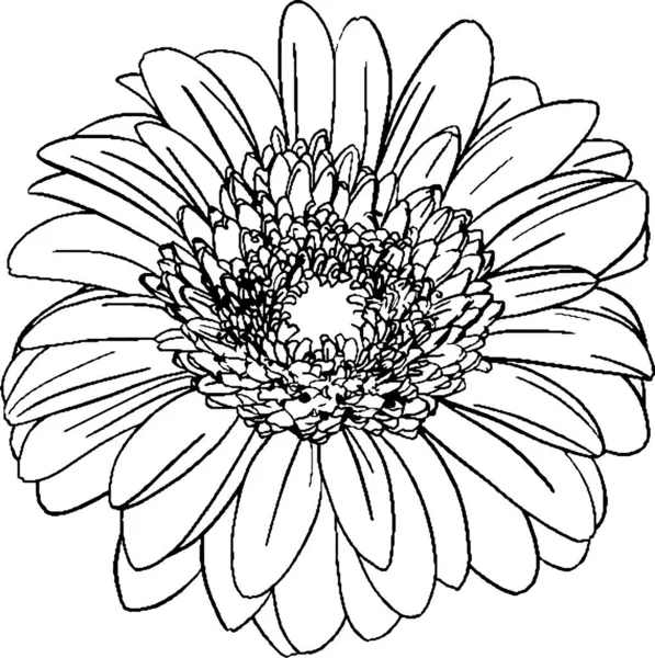 Gerberas Flores Dibujadas Mano Estilo Doodle — Archivo Imágenes Vectoriales