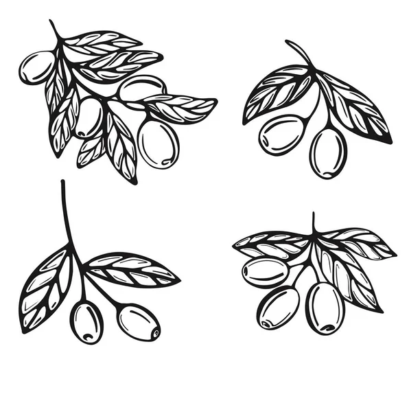 Hand-drawn branches with olives isolated on a white background. Vector illustration in Doodle style — Stock Vector