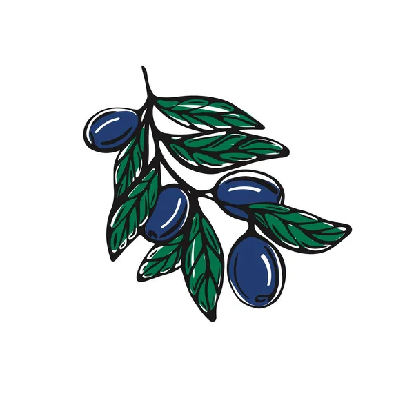 Ručně kreslená větev s olivami izolovanými na bílém pozadí. Vektorová ilustrace ve stylu Doodle — Stockový vektor