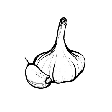 Sarımsak beyaz arka planda izole edilmiş. Sarımsak kafa ve karanfil. Bağışıklık sistemini güçlendiriyorum. Doodle tarzında elle çizilmiş vektör çizimi.