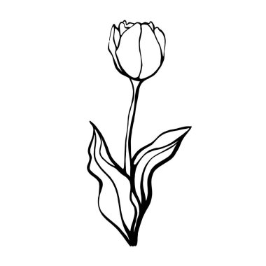 Yaprakları olan el yapımı bir lale. Lale çiçeği. Doodle tarzında vektör illüstrasyonu. Çiçek tasarımı. Beyaz arka planda elementler izole edilir.