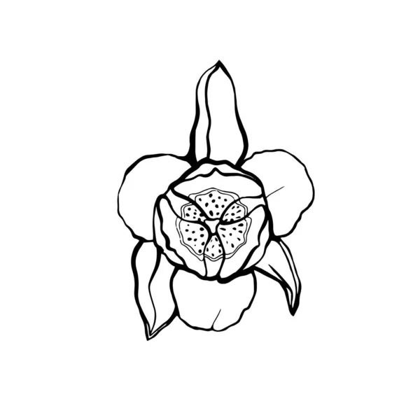 Een handgetekende tulp op een steel met bladeren. Een tulpenbloem. vectorillustratie in de stijl van Doodle. Bloemen ontwerp.Elementen zijn geïsoleerd op een witte achtergrond — Stockvector