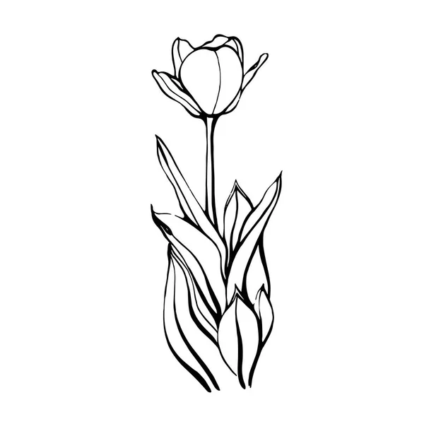 Ručně kreslený tulipán na stonku s listy.Tulipánová květinka. vektorová ilustrace ve stylu Doodle. Květinový design.Elements jsou izolovány na bílém pozadí — Stockový vektor