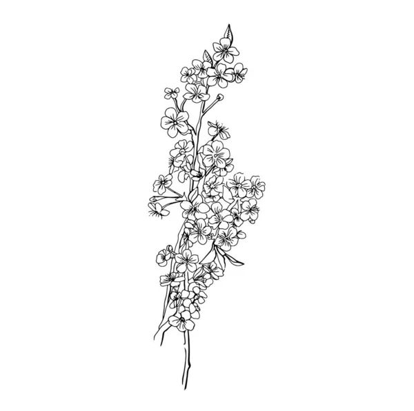 Flor de cerezo aislada sobre un fondo blanco. Ilustración vectorial en el estilo Doodle. Japonés Sakura — Archivo Imágenes Vectoriales