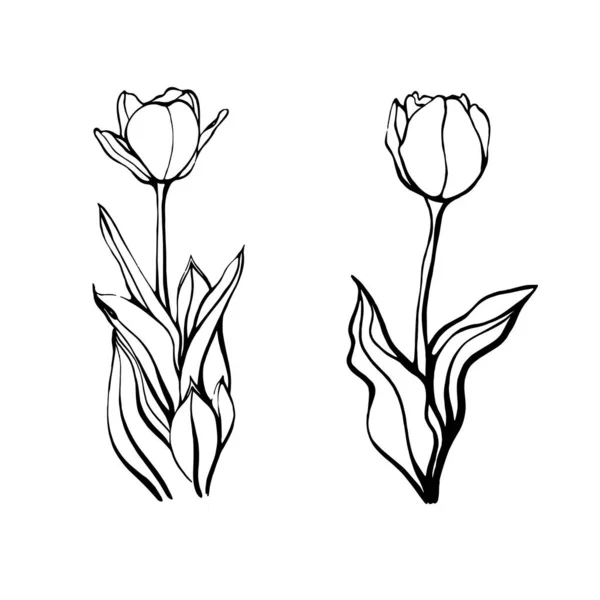 Un conjunto de tulipanes dibujados a mano.Una flor de tulipán. ilustración vectorial en el estilo Doodle. Diseño floral.Los elementos están aislados sobre un fondo blanco — Archivo Imágenes Vectoriales
