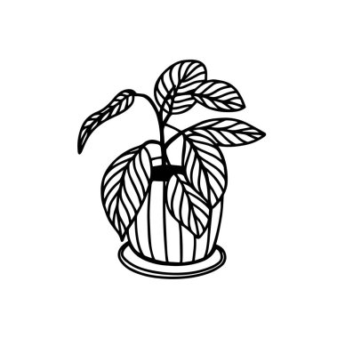 Ev bitkisi olan bir vektör çizimi. Saksıda yetişen bir bitki. Beyaz arka planda izole edilmiş saksı bitkisi. Ev çiçeği. Yapraklı bitki.