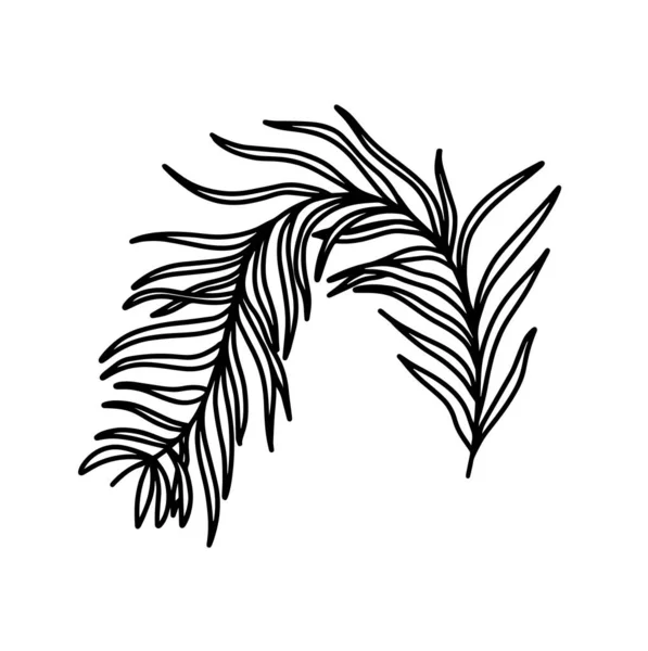 分枝在白色背景上孤立的分枝橄榄树的枝条植被。植物元素。Doodle风格的矢量插图. — 图库矢量图片