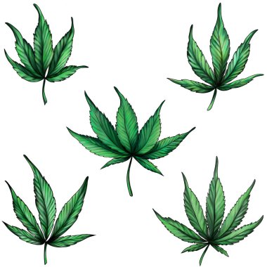 Beyaz arka planda izole edilmiş kenevir yaprakları. Yeşil marijuana.