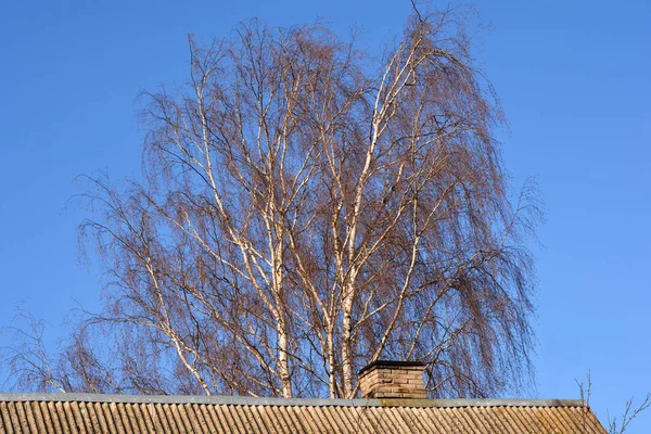 Baum ohne Blätter hinter dem Dach — Stockfoto