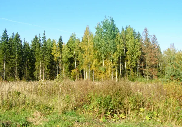 Yüksek çim ve orman