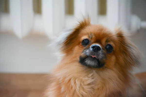 かわいい犬の肖像画 — ストック写真