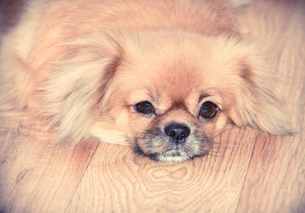 Un perro pequeño yace en el suelo — Foto de Stock