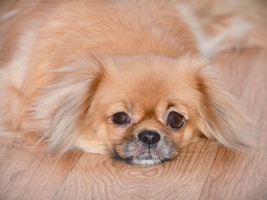 Küçük bir köpek yere yatıyor