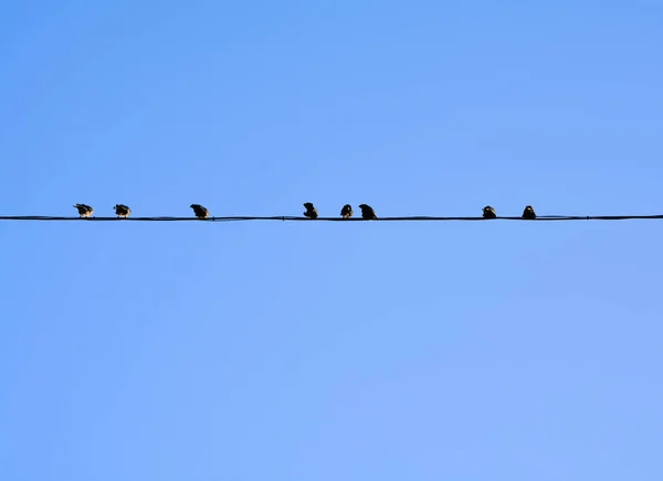 Pássaros em um fio — Fotografia de Stock
