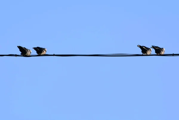 Vögel auf einem Draht — Stockfoto