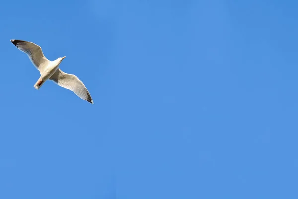 Seagull in the blue sky — Stock Photo, Image