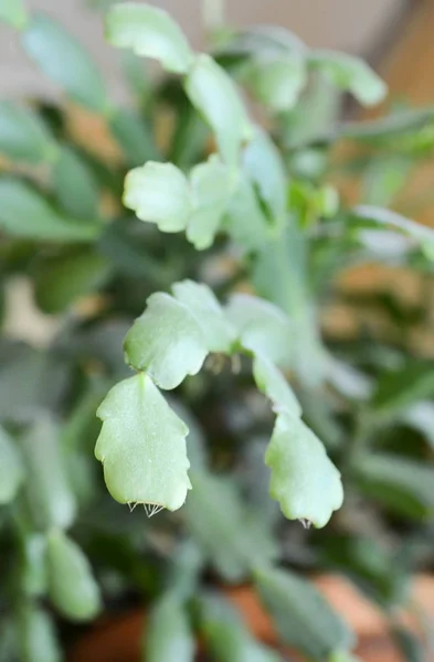 シャコバ サボテンの葉 — ストック写真