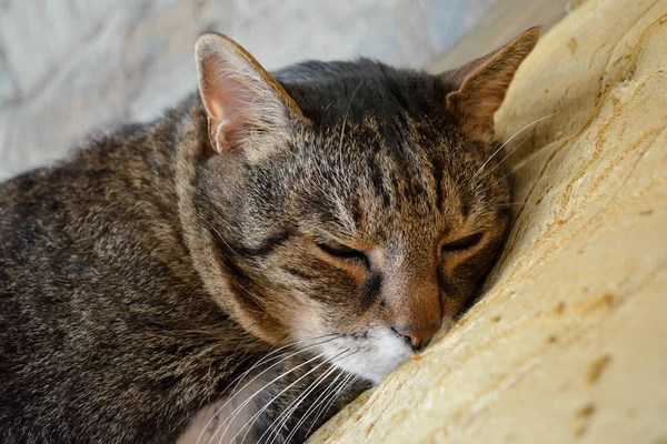 ネコの居眠り — ストック写真
