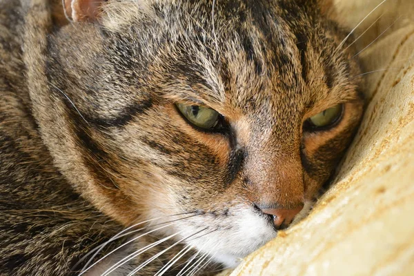 De resten van de kat — Stockfoto