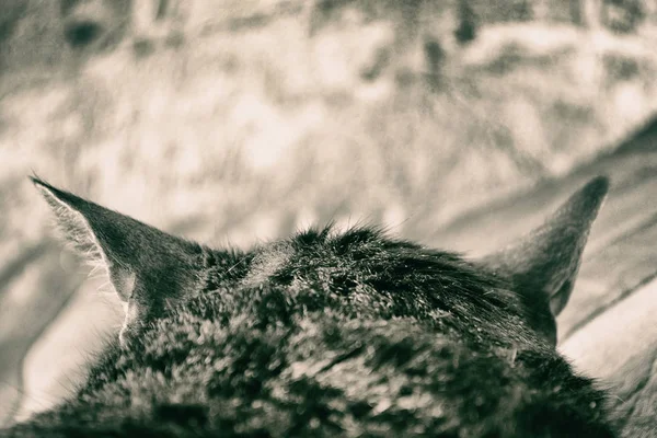 Katzenkopf Rückansicht — Stockfoto