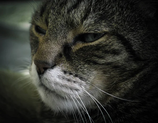 Kat gezicht dicht tot — Stockfoto