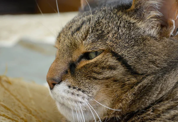 猫脸凑近一点 — 图库照片