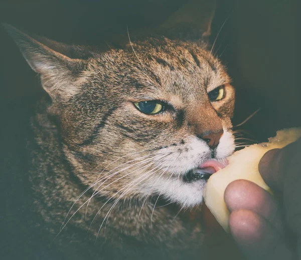 Katten äter melon — Stockfoto