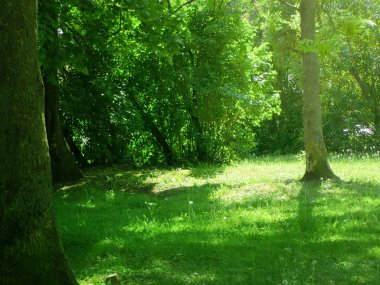 Güzel yaz manzarası