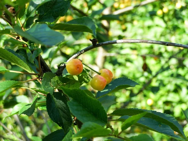 Cherries on a twig — Stock Photo, Image