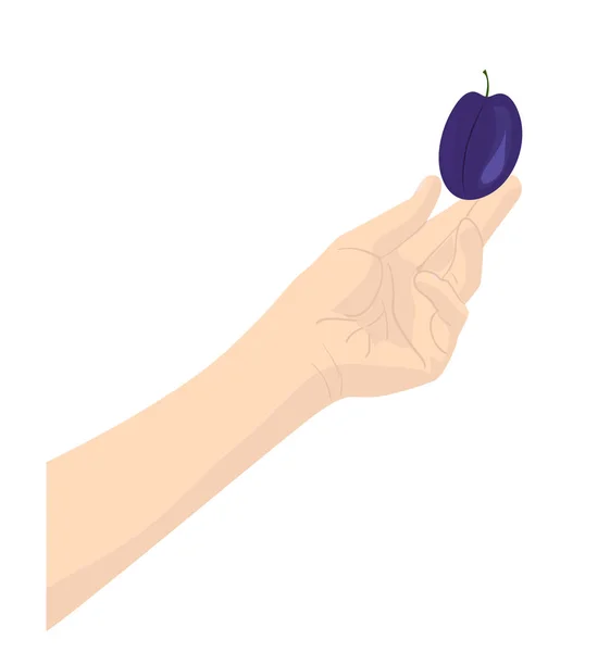 Hand and plum — Stock Vector