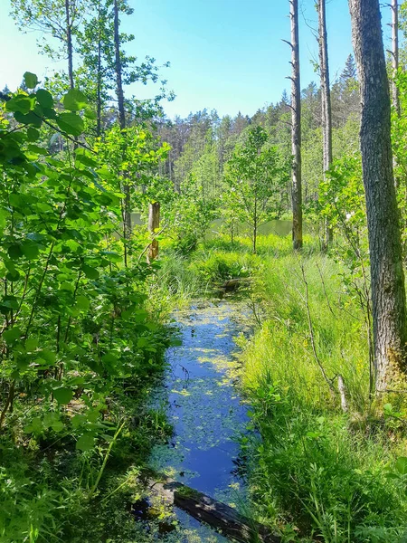 Zomer Zonnige Dag Het Bos Overwoekerde Riviermonding — Stockfoto