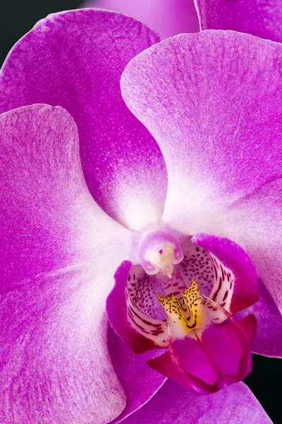 Orquídea ou Orchidaceae — Fotografia de Stock