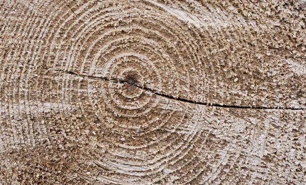 Snijden van boom textuur — Stockfoto