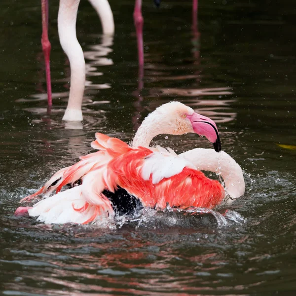 Banho de flamingo rosa — Fotografia de Stock