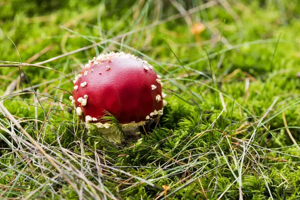 Un fungo (o uno sgabello di rospo ) — Foto Stock