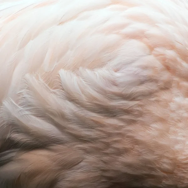 Penas de pássaro rosa — Fotografia de Stock