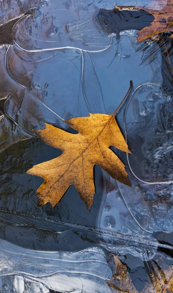 Fondo autunnale, foglie e acqua ghiacciata — Foto Stock