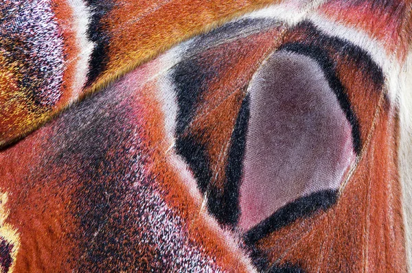 Moth wing, close-up — Stock Photo, Image