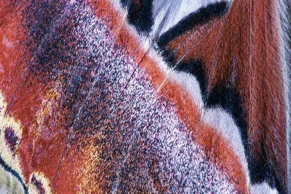Moth wing, close-up — Stock Photo, Image