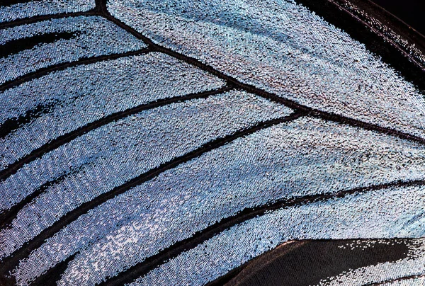 Butterfly wing, close-up — Stock Photo, Image
