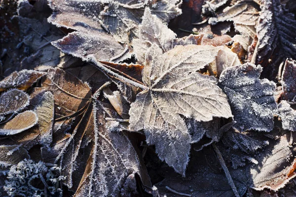 Hoarfrost su foglie — Foto Stock