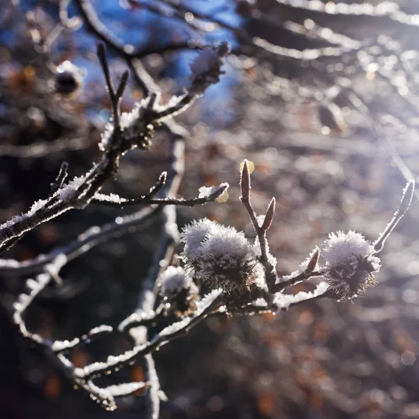 Hoarfrost and twigs of beech — Stock Photo, Image