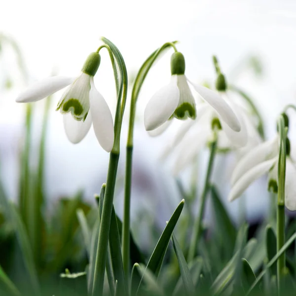 Flores de neve no início da primavera — Fotografia de Stock