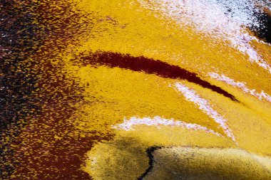 Güve kanat, yakın çekim